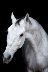 Fototapeta na wymiar Beautiful horse on a dark background