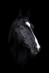 Naklejka na ściany i meble Beautiful horse on a dark background