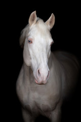 Obraz na płótnie Canvas Beautiful horse on a dark background