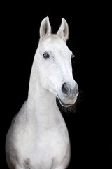 Obraz na płótnie Canvas Beautiful horse on a dark background