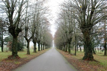 ETANGS ET FORETS DE LA DOMBES - AIN - FRANCE