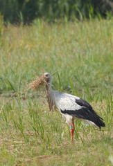 Une cigogne blanche au parc du Marquenterre