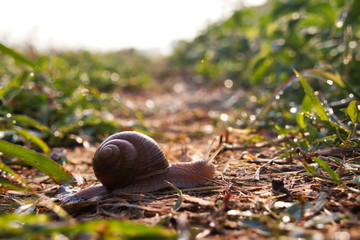 snail on the country side