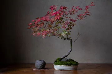 Rolgordijnen もみじ[盆栽] © Shin-ichi 伊奈