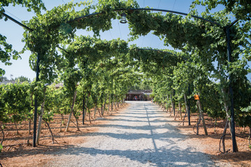 Vineyard Plantations in Mallorca