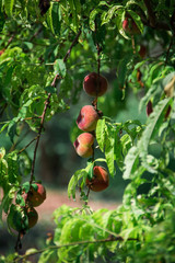 Fresh peach tree on Mallorca