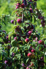 Fresh peach tree on Mallorca
