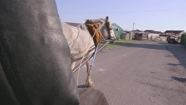 Gypsy man on the horse transport. The horse is pulling a gypsy cart. Gypsy horse cart. Driving on a gypsy vehicle