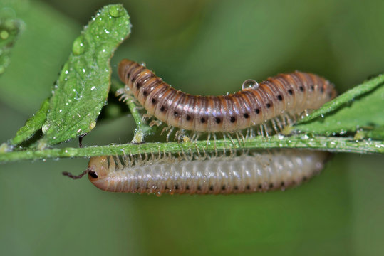 Millipede (diplopoda) julida on plant insect arthropod nature Springtime pest control macro wildlife.