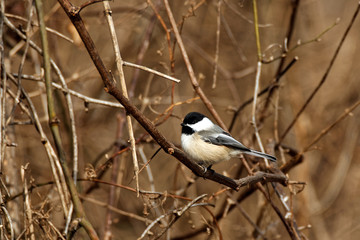 A Black-capped Chickade perches on a bare branch. These cute songbirds can be found in Iowa year-round.