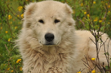 Obraz premium Shepherd dog lying on the meadow and guarding the herd. Dangerous race.