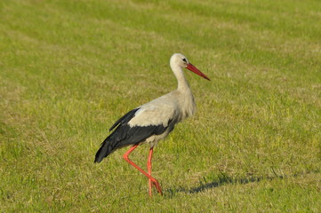 Obraz na płótnie Canvas The white stork looking for food in the meadow. Long red legs and beak. Mowing the meadows.