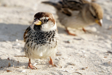 Haussperling (Passer domesticus), Spatz, Hausspatz am Strand von Ghadira