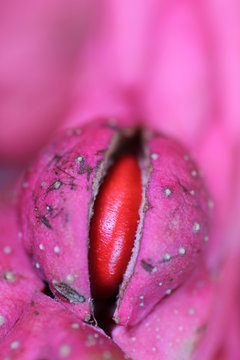 Magnolia seed appearing in the opening seed pod
