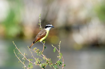 Great Kiskadee (Pitangus sulphuratus) perched in a small tree,  Ajijic, Jalisco, Mexico
