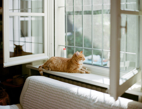 Red cat enjoys sunrays while laying indoors on windowsill