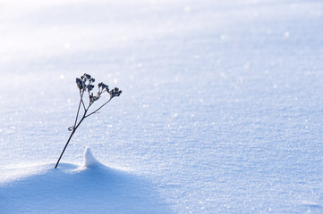 Dried plant in newly fallen snow. Selective focus and shallow depth of field.
