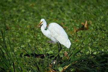 Great Egret (Ardea alba) searching for food among water hyacinth, Lake Chapala, Jocotopec, Jalisco, Mexico