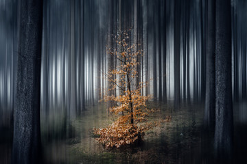 Kleiner Baum im dunklen Wald