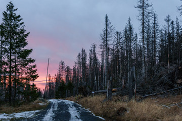 Sonnenuntergang und Waldsterben im Harz, Wanderweg mit Totholz