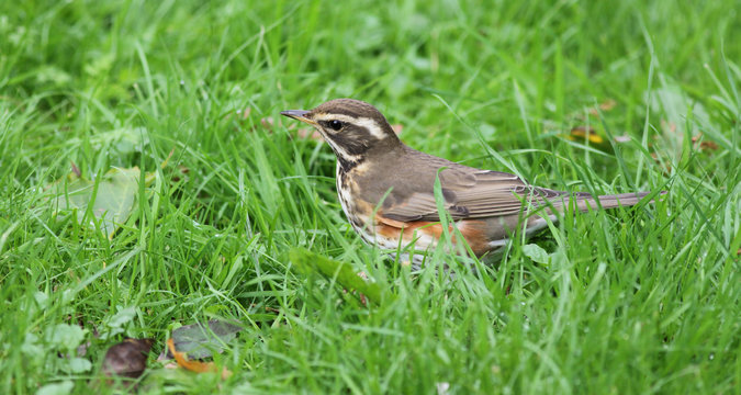 Redwing bird in the grass