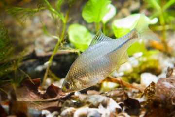 Rhodeus amarus, European bitterling, ornamental adult male freshwater fish in biotope aquarium, tank bottom, nature photo