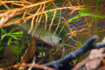 Perca fluviatilis, European perch, freshwater predator fish hides among roots of willow in biotope...