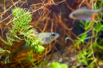 Perca fluviatilis, European perch, freshwater predator fish waits for prey among roots of willow in biotope aquarium, nature photo