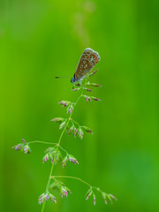 Common Blue Butterfly on Grass. In Summer.