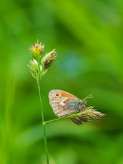 Small heath butterfly (Coenonympha pamphilus) perched on grass