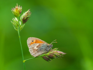 Small heath butterfly (Coenonympha pamphilus) perched on grass