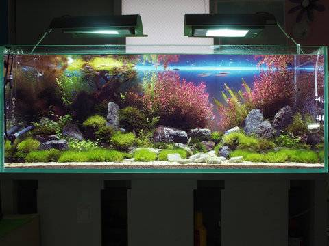 水草水槽images Browse 157 Stock Photos Vectors And Video Adobe Stock