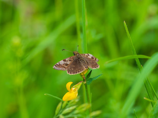Dingy Skipper butterfly ( Erynnis tages ) on grass