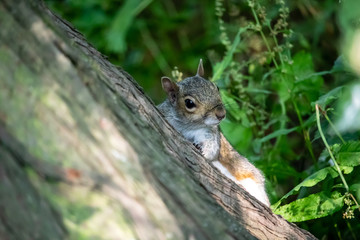 Naklejka na ściany i meble Squirrel is lurking behind the tree.