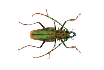 Macrophotograph of a Psalidognathus friendi on a white background