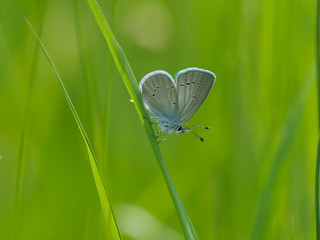 Small blue butterfly  ( Cupido minimus ) on a grass stem