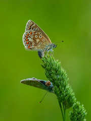 Common Blue Butterflies Mating on Grass. In Summer.