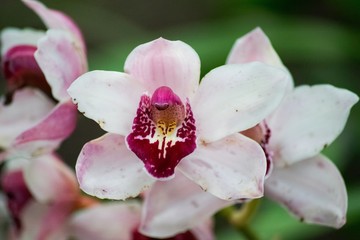 Fototapeta na wymiar Moth Orchid Full Colour