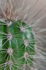 cactus spines close-up