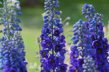 aconite blossom in sun