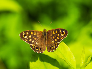 Obraz na płótnie Canvas Speckled Wood Butterfly ( Pararge aegeria ) resting on a leaf