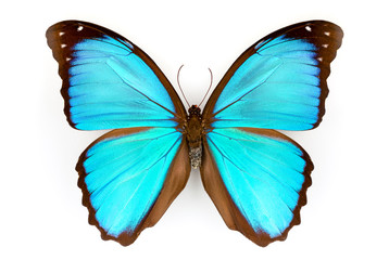 Macrophotograph of the half of a blue Morpho Menelaus on a white background