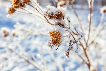 Frosty burdock grass in snowy forest, cold weather in sunny morning. Tranquil winter nature in sunlight. Inspirational natural winter garden, park. Peaceful cool ecology landscape background