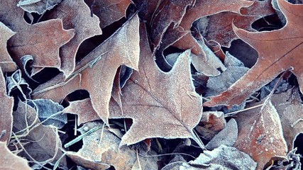 Lot of old dried withered leaves covered with white frost lies on the ground frosty cold day. Winter nature scene. Autumn and winte background.