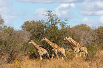 Giraffe 34