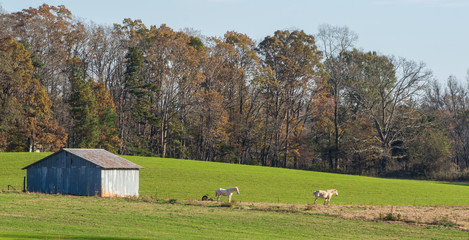 Horses standing in field next to old barn