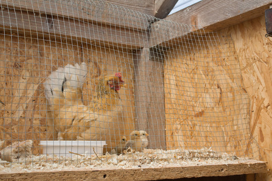 Huhn mit s&uuml;&szlig;en K&uuml;cken