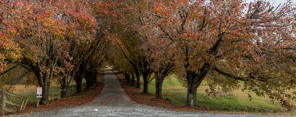 Colorful trees lining coutry lane