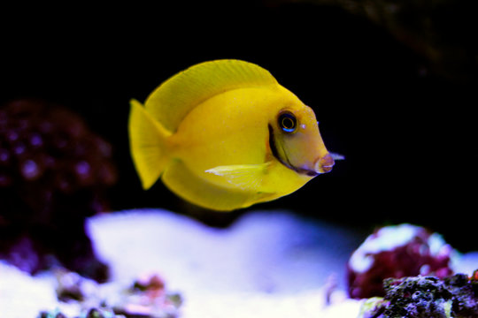 Mimic Lemon Peel Tang (Acanthurus pyroferus) 