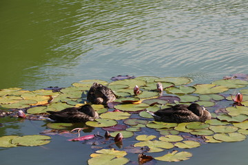 ducks in pond